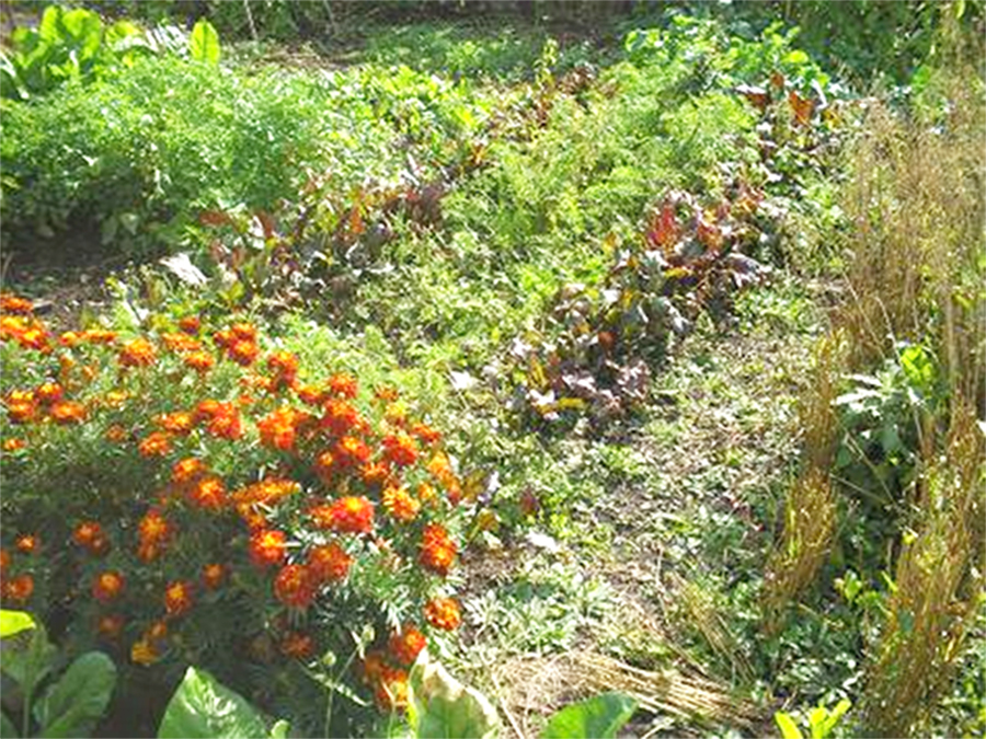 Beets, carrots and marigolds in Natalya Koryagina’s garden in Domashovo
